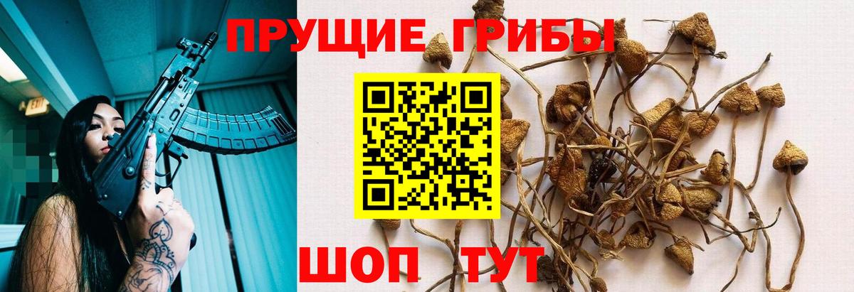 Галлюциногенные грибы Cubensis Назрань